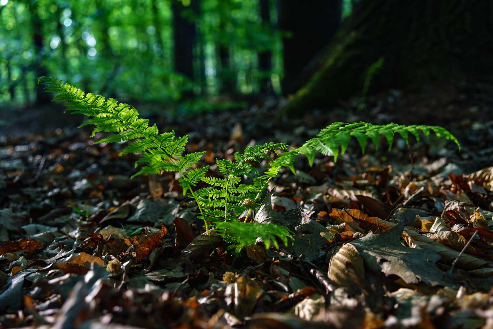 Sustainable forestry background