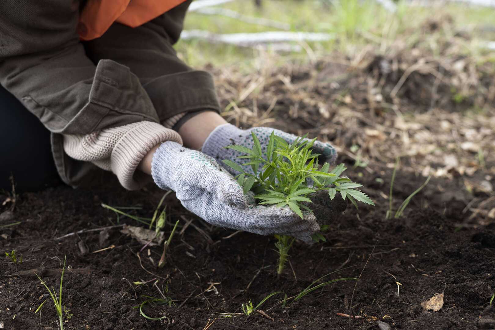 Forestry & Environmental Advisory